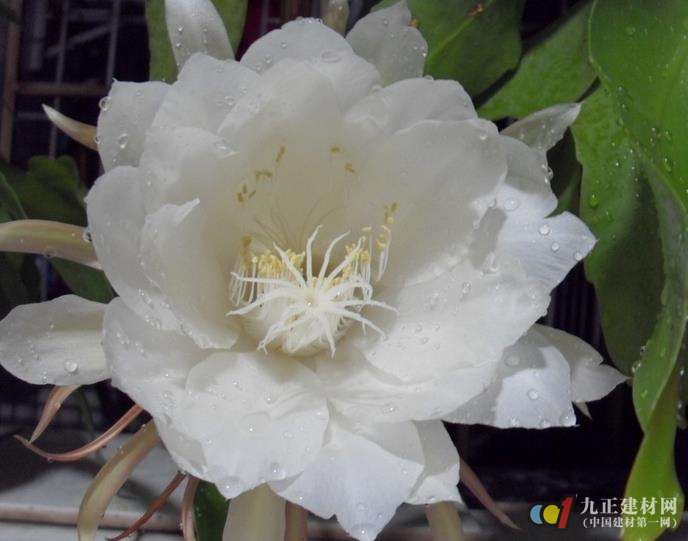 家养昙花的寓意,昙花一现,连连,象征,事业,气场,第1张 家养昙花的寓意,昙花一现,连连,象征,事业,气场,第1张