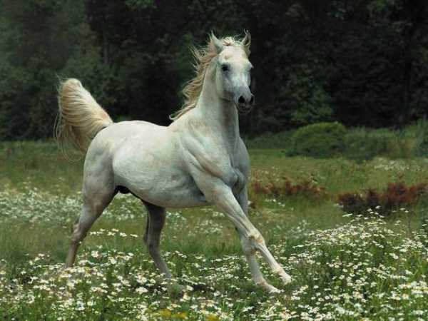 属马生肖九月运势,马儿奔腾,连连!,事业,挑战,美好,第1张 属马生肖九月运势,马儿奔腾,连连!,事业,挑战,美好,第1张