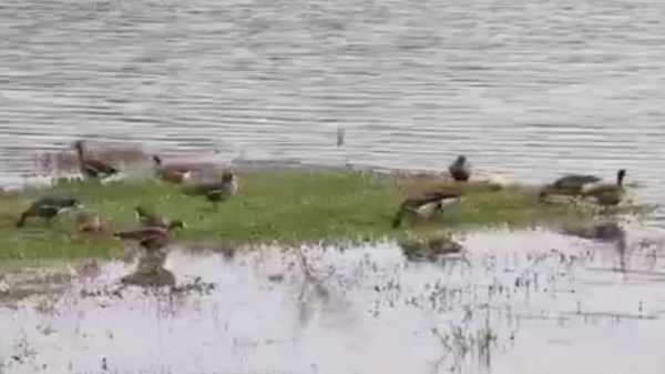 探寻梦境中的白雁,解读白雁出现的预兆与寓意,象征,事业,挑战,第1张 探寻梦境中的白雁,解读白雁出现的预兆与寓意,象征,事业,挑战,第1张