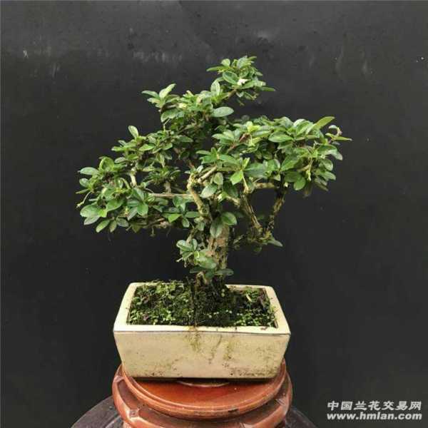 茶屋宜忌,揭秘最适合盆景的植物选择与摆放技巧,希望,风水布局,风水,第1张 茶屋宜忌,揭秘最适合盆景的植物选择与摆放技巧,希望,风水布局,风水,第1张