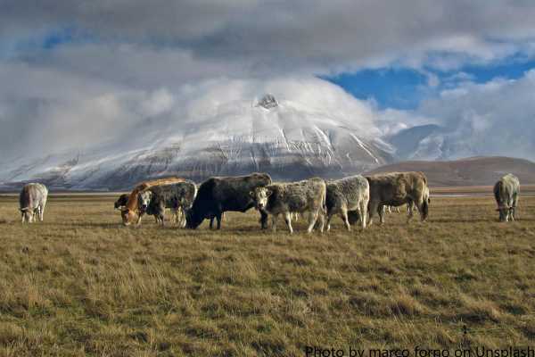 梦见打群狼,揭秘周公解的寓意与象征意义,象征,命运,挑战,第1张 梦见打群狼,揭秘周公解的寓意与象征意义,象征,命运,挑战,第1张