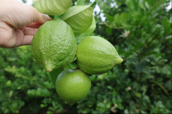 柠檬能挡吗?揭秘柠檬的作用与原理,象征,气场,美好,第1张 柠檬能挡吗?揭秘柠檬的作用与原理,象征,气场,美好,第1张