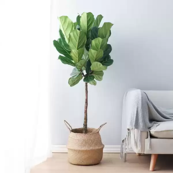 家中盆栽秘籍,这些花卉助你招财纳福,提升家居运势,象征,事业,能量,第1张 家中盆栽秘籍,这些花卉助你招财纳福,提升家居运势,象征,事业,能量,第1张