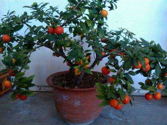 小院子养果树,宜人选什么?实用指南助你打造宝地,象征,事业,美好,第1张 小院子养果树,宜人选什么?实用指南助你打造宝地,象征,事业,美好,第1张