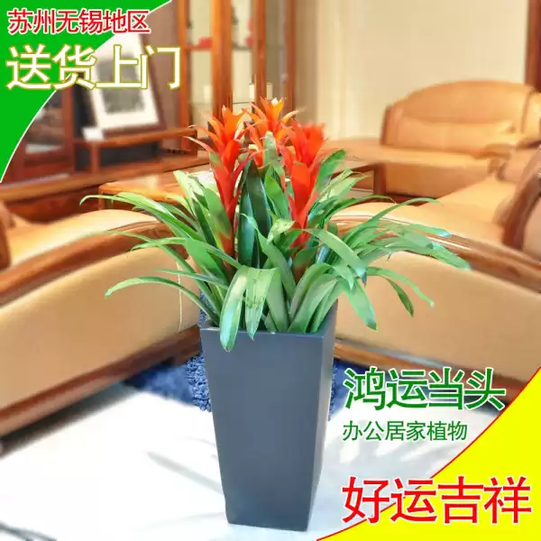 门前种花的奥秘,这些花卉助你运势亨通,象征,风水,风水布局,第1张 门前种花的奥秘,这些花卉助你运势亨通,象征,风水,风水布局,第1张