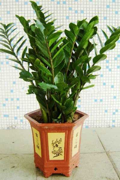 揭秘植物,如何利用植物改善家居布局,事业,美好,风水,第1张 揭秘植物,如何利用植物改善家居布局,事业,美好,风水,第1张