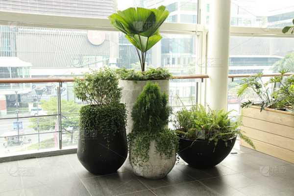 家养植物讲究,打造绿色家居,提升生活品质,象征,希望,气场,第1张 家养植物讲究,打造绿色家居,提升生活品质,象征,希望,气场,第1张