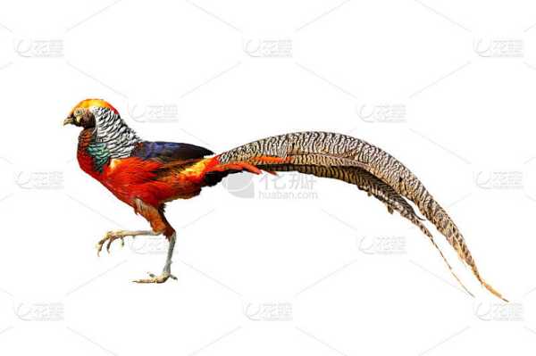 揭秘梦境,周公解的象征及其含义,象征,事业,挑战,第1张 揭秘梦境,周公解的象征及其含义,象征,事业,挑战,第1张