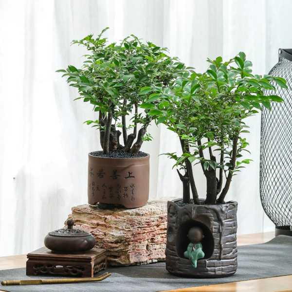 小院宜人，盆景选择指南，打造家居绿意盎然的宝地,象征,风水布局,风水,第1张