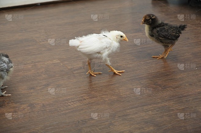 家养小鸡禁忌全解析,打造家庭的秘密指南,象征,希望,风水,第1张 家养小鸡禁忌全解析,打造家庭的秘密指南,象征,希望,风水,第1张