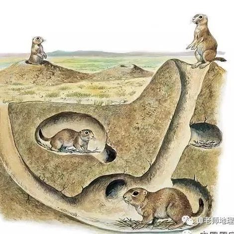 揭秘，为什么动物都怕？,气场,风水布局,风水,第1张