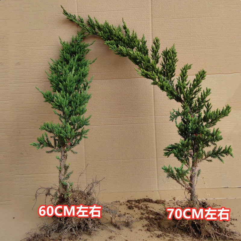 门前种柏,揭秘传统中的柏树神奇效应,象征,气场,能量,第1张 门前种柏,揭秘传统中的柏树神奇效应,象征,气场,能量,第1张