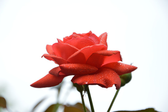 解梦雨中玫瑰,探寻梦境中的美好寓意,象征,挑战,解梦,第1张 解梦雨中玫瑰,探寻梦境中的美好寓意,象征,挑战,解梦,第1张