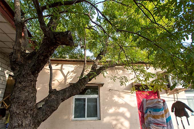 家宅之选——槐树种植的宜忌与寓意,象征,事业,美好,第1张