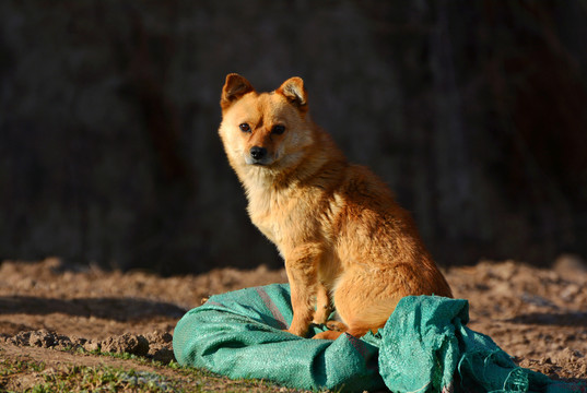 米白狗的寓意，守护家园的使者,象征,美好,风水,第1张