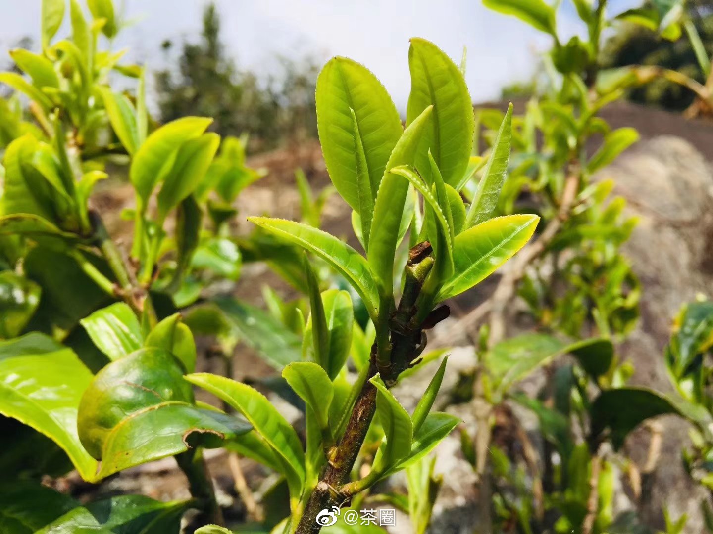 小叶女贞树种在家中的意义与摆放技巧,象征,事业,气场,第1张 小叶女贞树种在家中的意义与摆放技巧,象征,事业,气场,第1张