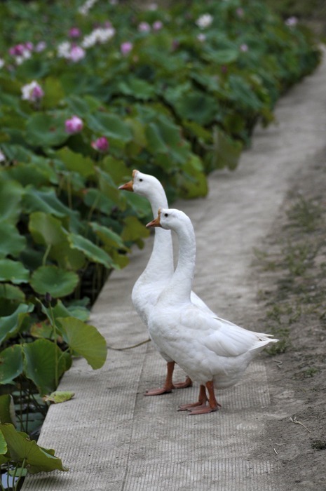 十二星座白鹅,揭秘星座与鹅的奇妙性格碰撞,挑战,十二星座,星座,第1张 十二星座白鹅,揭秘星座与鹅的奇妙性格碰撞,挑战,十二星座,星座,第1张