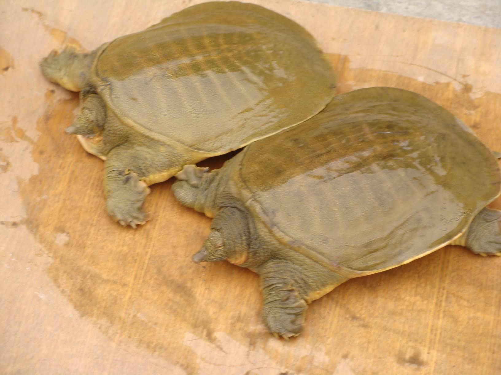 甲鱼进屋禁忌详解，家居中的甲鱼摆放与注意事项,象征,能量,美好,第1张