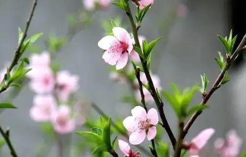 今日生肖运势,桃花运程揭秘,红鸾星动,甜蜜来袭!,事业,希望,美好,第1张 今日生肖运势,桃花运程揭秘,红鸾星动,甜蜜来袭!,事业,希望,美好,第1张