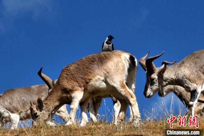 路边遇到羊群,探寻羊群出现背后的神秘预兆与解梦寓意,象征,事业,解梦,第1张 路边遇到羊群,探寻羊群出现背后的神秘预兆与解梦寓意,象征,事业,解梦,第1张