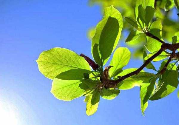 门厅前种什么树好?揭秘门厅前树木种植的之道,象征,事业,风水,第1张 门厅前种什么树好?揭秘门厅前树木种植的之道,象征,事业,风水,第1张