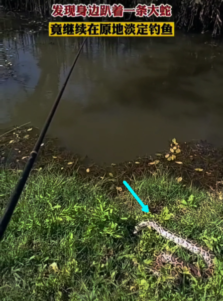 抓鱼时碰到蛇，揭秘抓鱼时碰到蛇的预兆与解梦之谜,象征,命运,事业,第1张