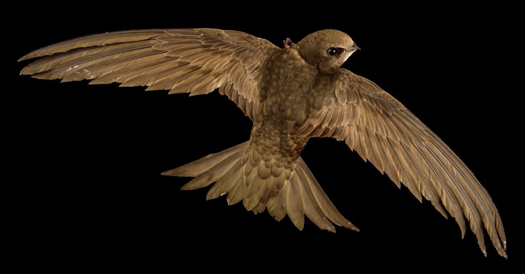 揭秘小鸟的十二星座,探寻鸟类中的神秘星座,象征,十二星座,星座,第1张 揭秘小鸟的十二星座,探寻鸟类中的神秘星座,象征,十二星座,星座,第1张