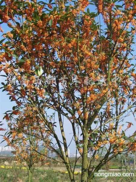 揭秘算命中的丹桂,丹桂的含义及其在命理中的象征意义,象征,事业,算命,第1张 揭秘算命中的丹桂,丹桂的含义及其在命理中的象征意义,象征,事业,算命,第1张