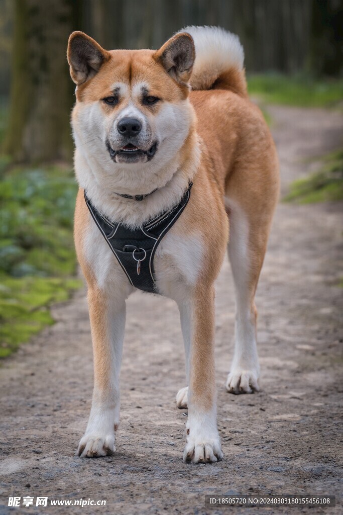 狗宝宝起名指南,如何通过吉凶为爱犬挑选好名,八字,吉凶,美好,第1张 狗宝宝起名指南,如何通过吉凶为爱犬挑选好名,八字,吉凶,美好,第1张