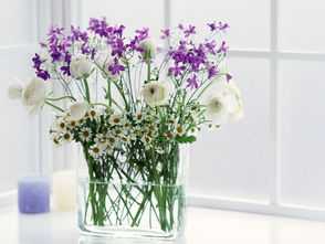 家居秘籍,最佳位放什么植物?,象征,希望,气场,第1张 家居秘籍,最佳位放什么植物?,象征,希望,气场,第1张