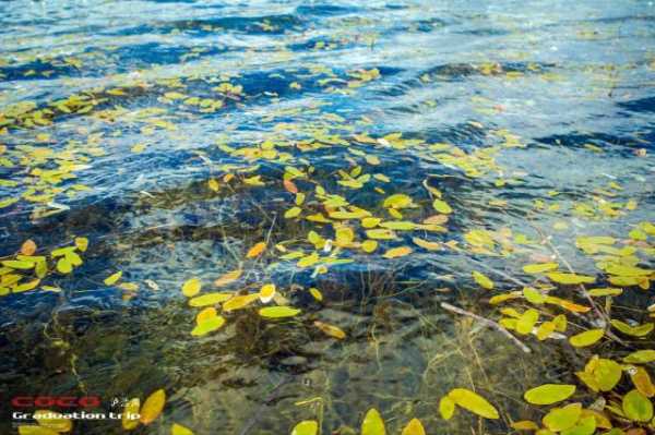 高处宜种水草,打造生态宜居的绿意空间,象征,气场,能量,第1张 高处宜种水草,打造生态宜居的绿意空间,象征,气场,能量,第1张