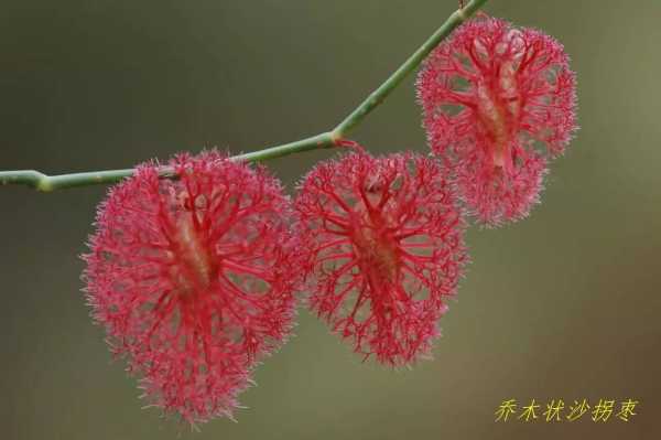 揭秘算命中的花果苗根,探寻命运之奥秘,象征,命运,希望,第1张 揭秘算命中的花果苗根,探寻命运之奥秘,象征,命运,希望,第1张