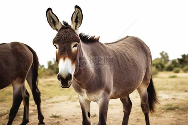 骡子写字算命，揭秘古老民间文化的神秘面纱,命运,希望,算命,第1张