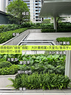 棕竹养殖禁忌与讲究，如何让家居绿植带来？,风水,财运,第1张