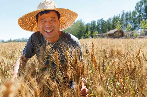 农民买房担保人签字之谜，法律保障与实际困境,法律,第1张