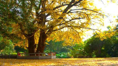 门前栽植何种大树佳——传统学的树木选择指南,象征,事业,希望,第1张