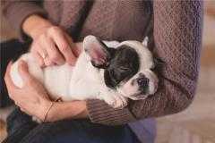 梦见打狗死，揭秘其深层含义与预示,象征,挑战,成功,第1张