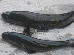 梦见黑鱼死，女性解的神秘预兆,象征,事业,挑战,第1张