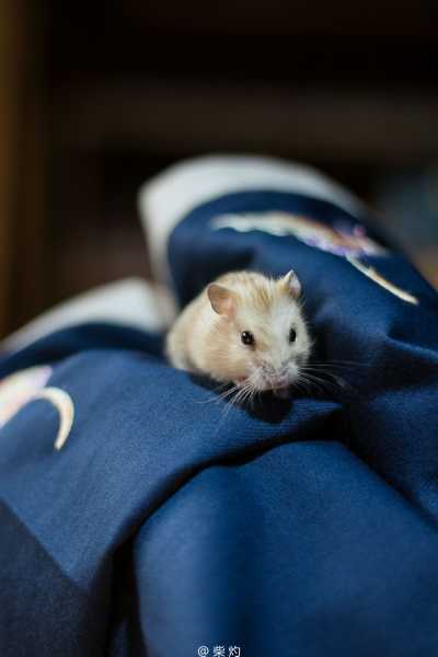 给仓鼠宝宝取名的那些事儿，创意无限，满满！,宝宝取名,能量,美好,第1张