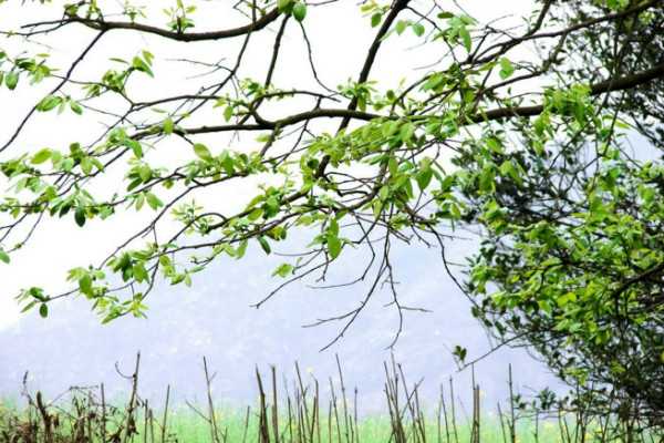 揭秘，为什么春天算命？,命运,挑战,算命,第1张