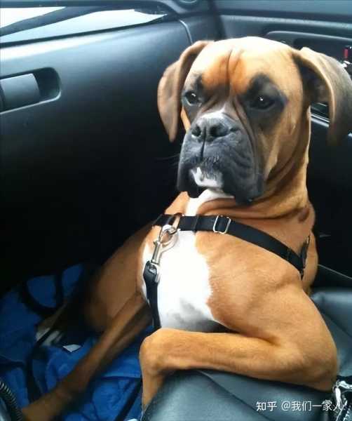 揭秘狗狗喊名字的吉凶之谜，如何通过了解宠物的性格与运势,吉凶,美好,健康状况,第1张