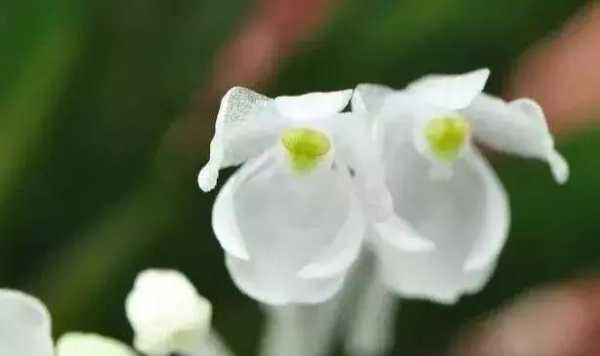 兰姓虎宝宝取名攻略，寓意，虎虎生威,象征,希望,八字,第1张