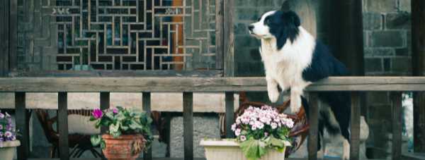 圣瑞2018生肖运势揭秘，运势起伏，吉凶分明，快来一探究竟！,事业,挑战,希望,第1张