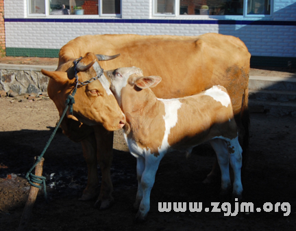 周公解梦，梦到白色牛的预兆解析，揭示梦境背后的深层寓意,象征,事业,挑战,第1张