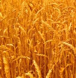 梦见摘果子卖什么预兆？周公解梦为你揭晓神秘面纱,象征,命运,事业,第1张