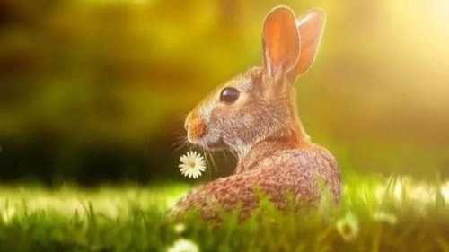 兔年生肖牛女运势详解,事业财运双丰收,生活美满和谐,事业,希望,合作,第1张 兔年生肖牛女运势详解,事业财运双丰收,生活美满和谐,事业,希望,合作,第1张