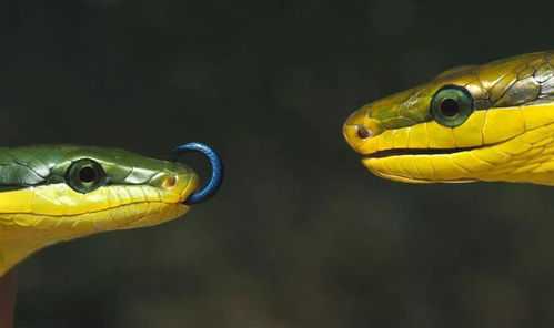 揭秘算命之谜，人蛇相合的深层含义及其象征意义,象征,命运,事业,第1张