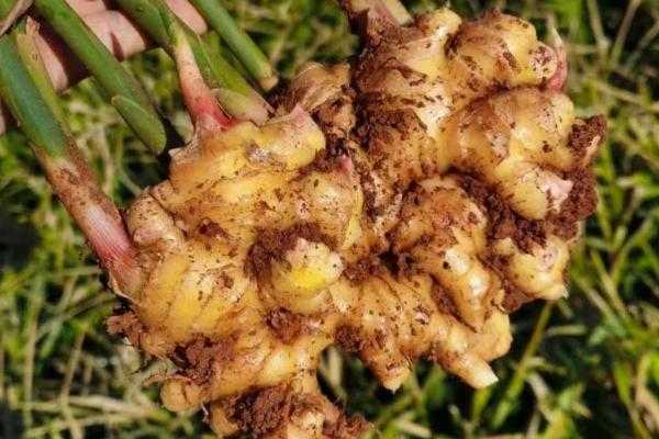 姜太公解签术，古人的智慧与占卜的艺术,象征,命运,吉凶,第1张