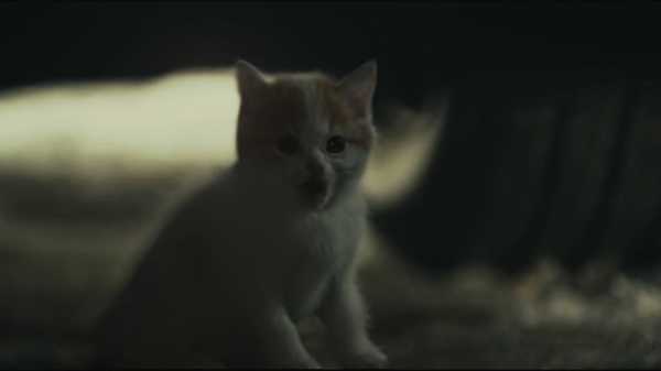 看见两次死猫的梦境解析，预示着什么？,象征,挑战,解梦,第1张