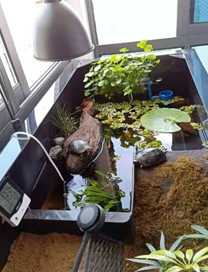 家中养龟益处多，揭秘最适合家庭养殖的,象征,事业,希望,第1张